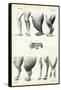 Legs, 1863-79-Raimundo Petraroja-Framed Stretched Canvas