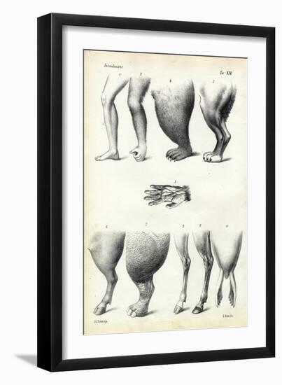 Legs, 1863-79-Raimundo Petraroja-Framed Giclee Print