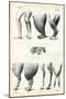 Legs, 1863-79-Raimundo Petraroja-Mounted Giclee Print