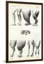 Legs, 1863-79-Raimundo Petraroja-Framed Giclee Print