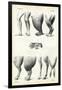 Legs, 1863-79-Raimundo Petraroja-Framed Giclee Print