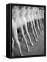 Legs of Ballerinas Belonging to the School of American Ballet-Alfred Eisenstaedt-Framed Stretched Canvas