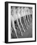 Legs of Ballerinas Belonging to the School of American Ballet-Alfred Eisenstaedt-Framed Photographic Print