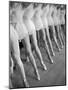 Legs of Ballerinas Belonging to the School of American Ballet-Alfred Eisenstaedt-Mounted Photographic Print