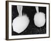 Legs of Groomed Poodle-Henry Horenstein-Framed Photographic Print