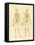 Legs Structure from Human Bodies-null-Framed Stretched Canvas