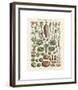 Legumes I-Adolphe Millot-Framed Giclee Print