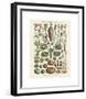 Legumes I-Adolphe Millot-Framed Giclee Print