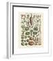 Legumes I-Adolphe Millot-Framed Giclee Print