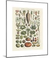 Legumes I-Adolphe Millot-Mounted Giclee Print