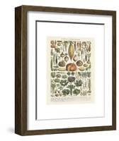 Legumes II-Adolphe Millot-Framed Art Print