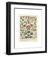 Legumes II-Adolphe Millot-Framed Art Print