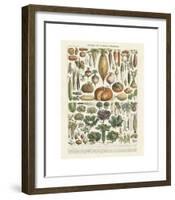 Legumes II-Adolphe Millot-Framed Giclee Print