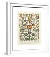 Legumes II-Adolphe Millot-Framed Giclee Print