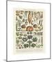 Legumes II-Adolphe Millot-Mounted Giclee Print