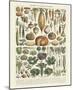 Legumes II-Adolphe Millot-Mounted Art Print