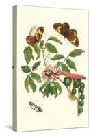 Leguminous Plant with a Sophorae Owl Caterpillar and an Aegle Clearwing Butterfly-Maria Sibylla Merian-Stretched Canvas