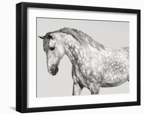 Leia, Andalusian Pony-Pangea Images-Framed Giclee Print