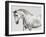 Leia, Andalusian Pony-Pangea Images-Framed Giclee Print