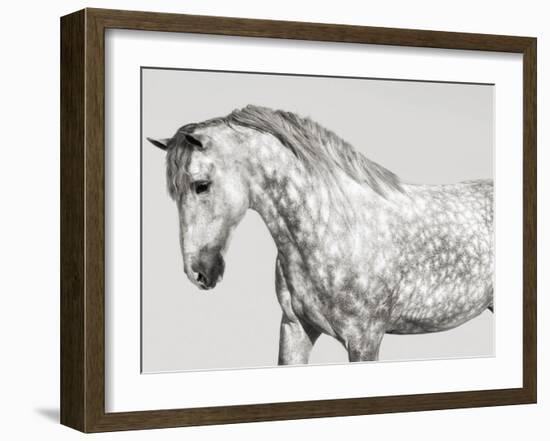 Leia, Andalusian Pony-Pangea Images-Framed Giclee Print