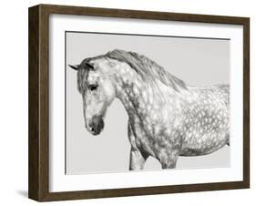 Leia, Andalusian Pony-Pangea Images-Framed Giclee Print