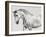 Leia, Andalusian Pony-Pangea Images-Framed Giclee Print