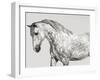 Leia, Andalusian Pony-Pangea Images-Framed Giclee Print