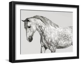 Leia, Andalusian Pony-Pangea Images-Framed Giclee Print