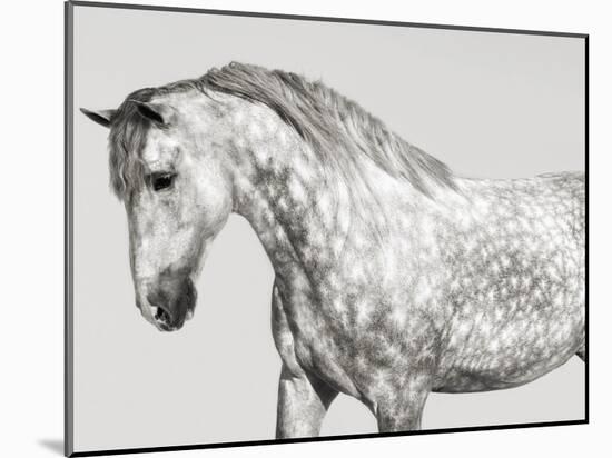 Leia, Andalusian Pony-Pangea Images-Mounted Giclee Print