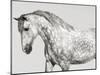 Leia, Andalusian Pony-Pangea Images-Mounted Giclee Print