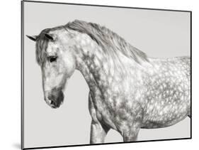 Leia, Andalusian Pony-Pangea Images-Mounted Giclee Print