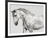 Leia, Andalusian Pony-Pangea Images-Framed Giclee Print