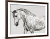 Leia, Andalusian Pony-Pangea Images-Framed Giclee Print