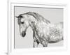 Leia, Andalusian Pony-Pangea Images-Framed Giclee Print