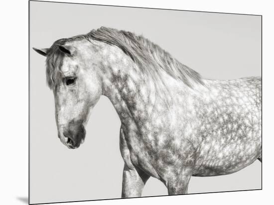 Leia, Andalusian Pony-Pangea Images-Mounted Giclee Print