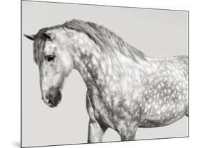 Leia, Andalusian Pony-Pangea Images-Mounted Giclee Print