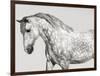 Leia, Andalusian Pony-Pangea Images-Framed Giclee Print