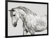 Leia, Andalusian Pony-Pangea Images-Framed Giclee Print