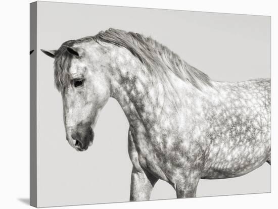 Leia, Andalusian Pony-Pangea Images-Stretched Canvas