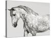 Leia, Andalusian Pony-Pangea Images-Stretched Canvas