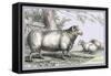 Leicester Ram-John Stewart-Framed Stretched Canvas
