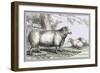 Leicester Ram-John Stewart-Framed Art Print