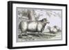 Leicester Ram-John Stewart-Framed Art Print