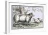 Leicester Ram-John Stewart-Framed Art Print