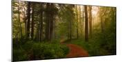 Wood Mount