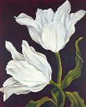 Twilight Tulip-Leigh Banks-Stretched Canvas