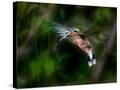 Stretched Canvas