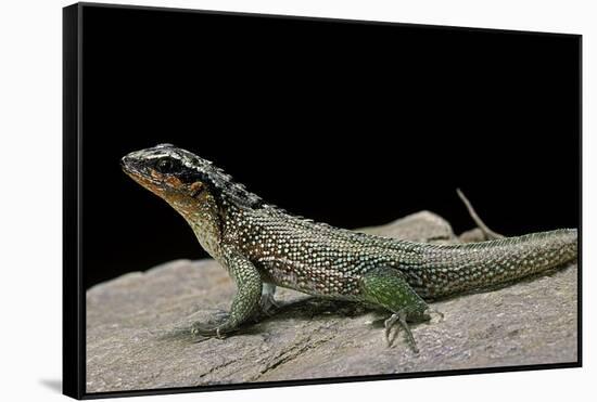 Leiocephalus Schreibersi (Red-Sided Curly-Tail)-Paul Starosta-Framed Stretched Canvas