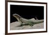 Leiocephalus Schreibersi (Red-Sided Curly-Tail)-Paul Starosta-Framed Photographic Print