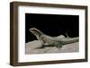 Leiocephalus Schreibersi (Red-Sided Curly-Tail)-Paul Starosta-Framed Photographic Print